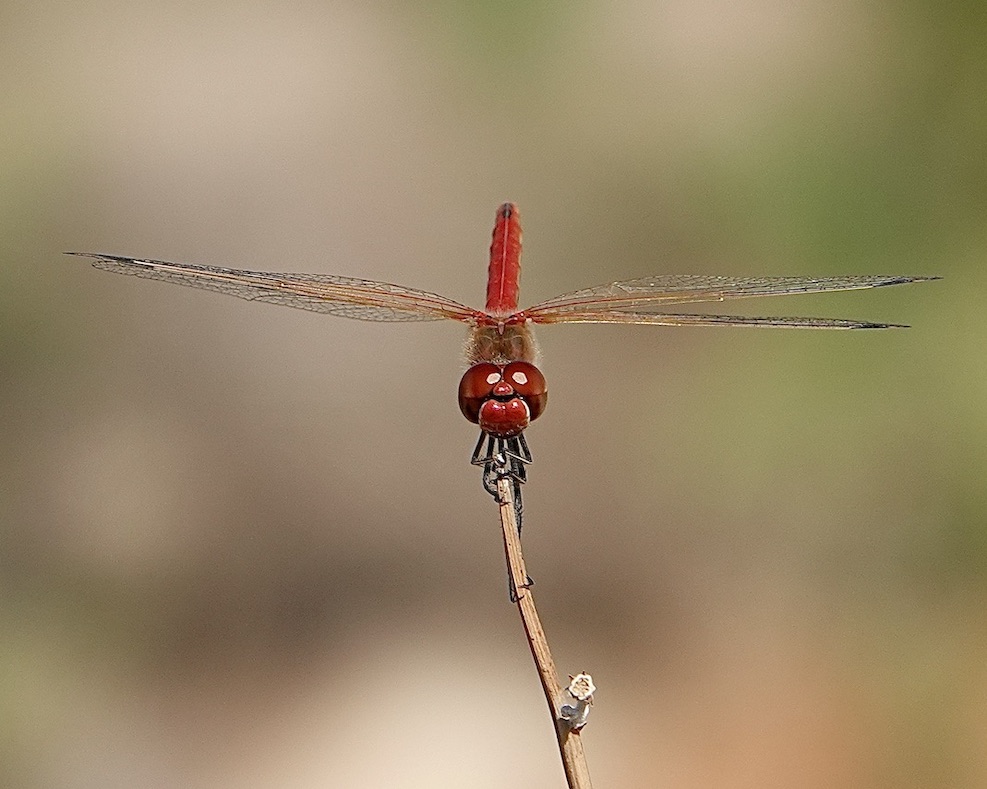 red-veined darter
